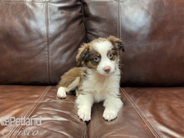 Miniature Australian Shepherd-DOG-Female-RED TRI-27073-Petland Frisco & Mckinney, Texas