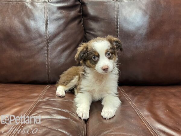 Miniature Australian Shepherd-DOG-Female-RED TRI-27073-Petland Frisco, Texas