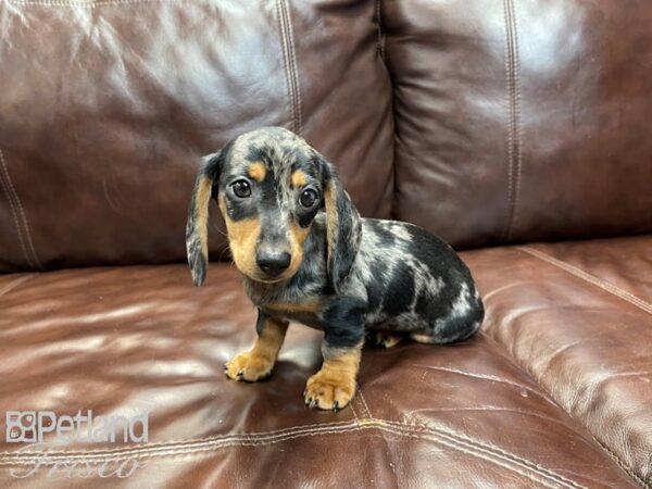 Mini Dachshund DOG Male SILVER DAPPLE 27074 Petland Frisco, Texas