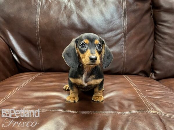 Mini Dachshund DOG Female black/tan 27075 Petland Frisco, Texas