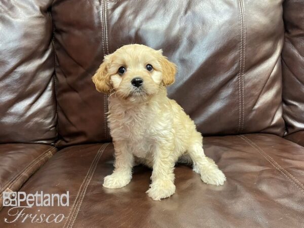 Cavachon DOG Male RUBY 27076 Petland Frisco, Texas