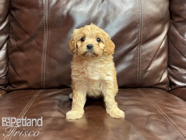 Cavachon DOG Female RUBY 27077 Petland Frisco, Texas