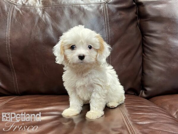 Cavachon DOG Female blen 27078 Petland Frisco, Texas