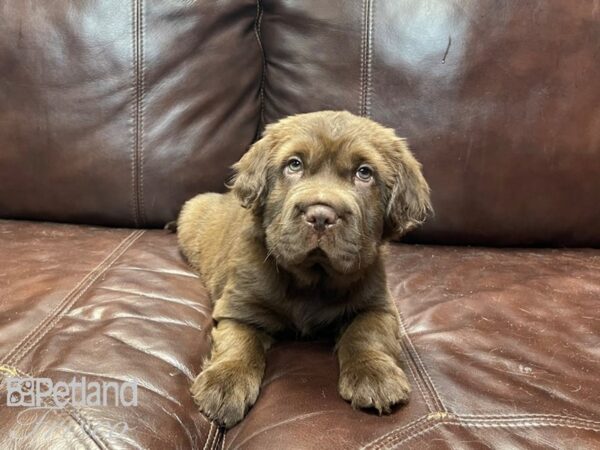 Mini Hippo DOG Male CHOC 27079 Petland Frisco, Texas