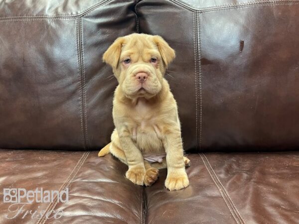 Mini Hippo DOG Male FAWN WHITE 27080 Petland Frisco, Texas