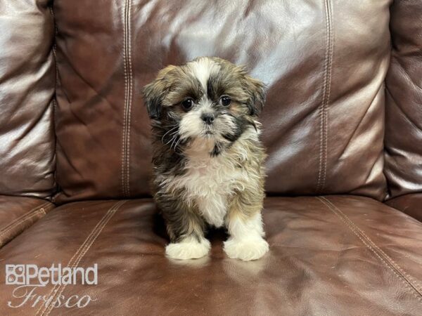 Shih Tzu-DOG-Female-BROWN WHITE-27081-Petland Frisco & Mckinney, Texas