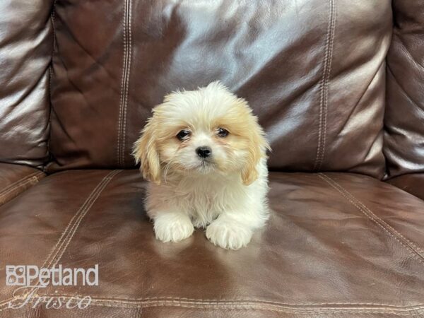 Cava Tzu-DOG-Female-Brown - Wht-27082-Petland Frisco, Texas