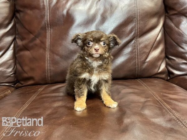 Chihuahua-DOG-Female-CHOC WHITE-27083-Petland Frisco, Texas