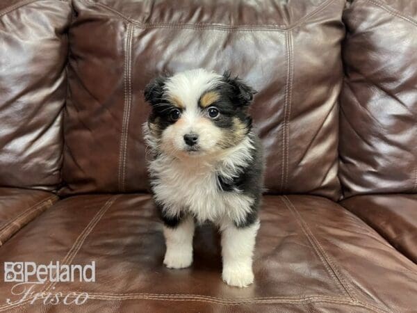 Mini Aussie-DOG-Female-BLK TRI-27084-Petland Frisco, Texas
