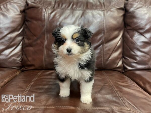 Mini Aussie DOG Female BLK TRI 27084 Petland Frisco, Texas