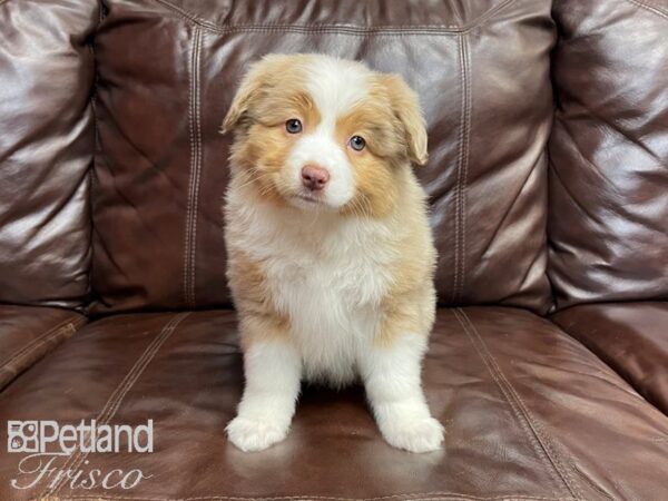 Mini Aussie DOG Female RED MERLE 27086 Petland Frisco, Texas