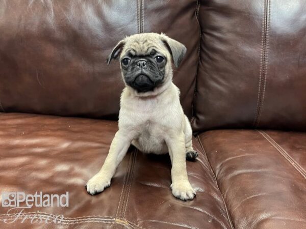 Pug-DOG-Female-FAWN-27088-Petland Frisco, Texas