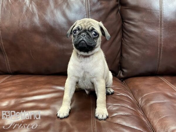 Pug-DOG-Male-FAWN-27089-Petland Frisco & Mckinney, Texas