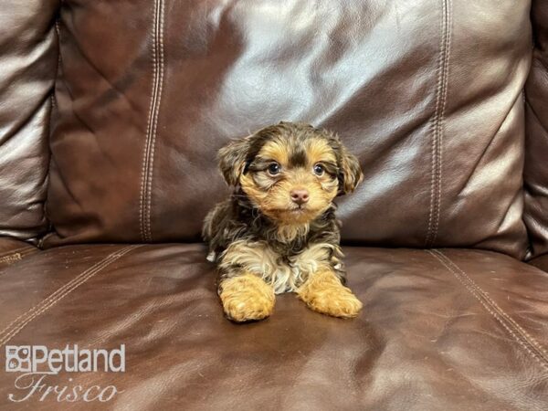 Yorkshire Terrier-DOG-Female-CHOC TAN-27090-Petland Frisco & Mckinney, Texas
