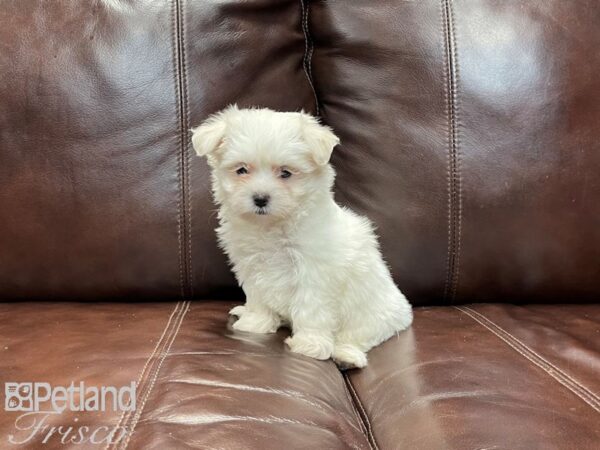 Maltese-DOG-Female-white-27124-Petland Frisco, Texas