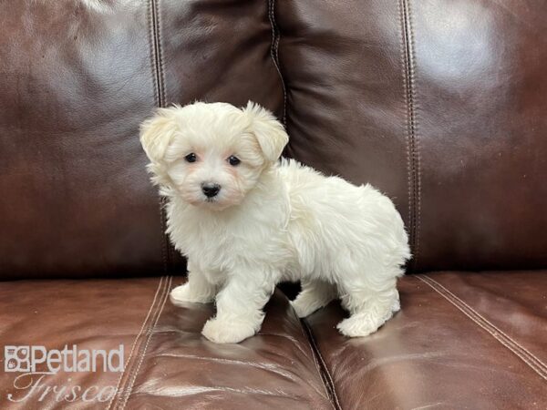 Maltese DOG Female white 27123 Petland Frisco & Mckinney, Texas
