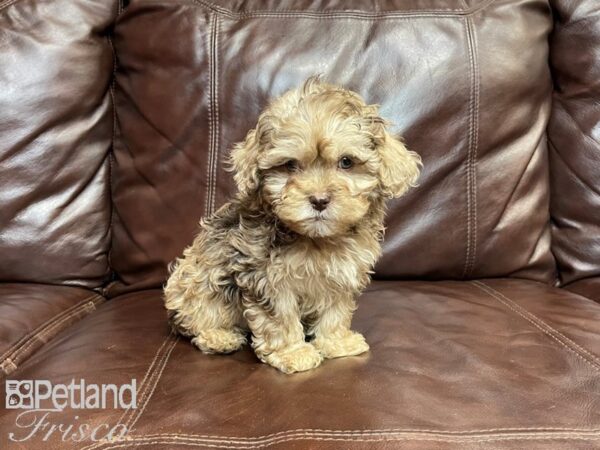 Shihpoo DOG Male Choc Merle 27122 Petland Frisco, Texas