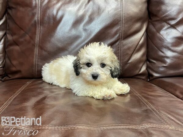 Teddy Bear-DOG-Male-BROWN WH-27115-Petland Frisco, Texas