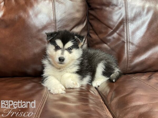 Pomski DOG Male BLK WHITE 27110 Petland Frisco & Mckinney, Texas