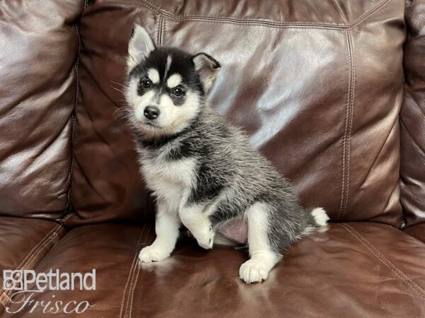 Pomski-DOG-Female-BLK WHITE-27109-Petland Frisco, Texas