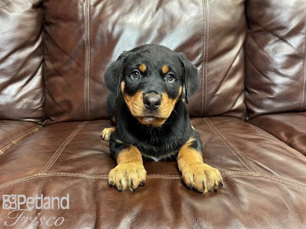 Rottweiler DOG Male Black & Tan 27108 Petland Frisco, Texas