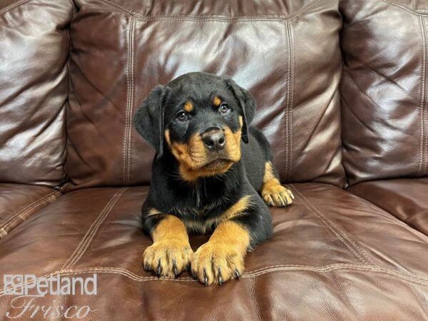 Rottweiler DOG Female Black & Tan 27107 Petland Frisco, Texas