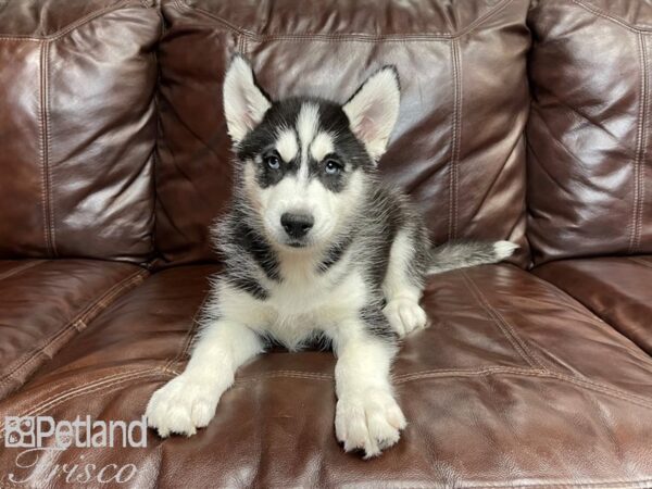 Siberian Husky-DOG-Male-BLK & WH-27106-Petland Frisco, Texas