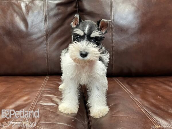 Miniature Schnauzer-DOG-Female-Black and White Parti-27105-Petland Frisco, Texas