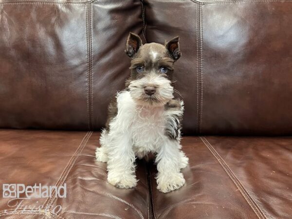 Miniature Schnauzer-DOG-Male-Chocolate and White Parti-27103-Petland Frisco, Texas