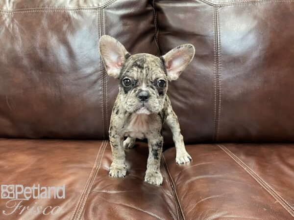 French Bulldog-DOG-Female-Chocolate Merle-27094-Petland Frisco, Texas