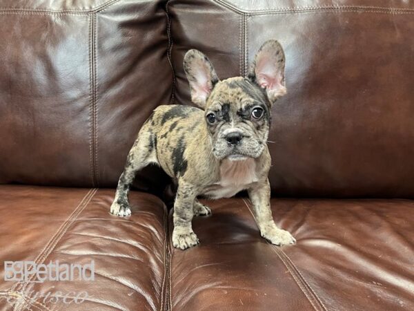French Bulldog-DOG-Male-Chocolate Merle-27095-Petland Frisco & Mckinney, Texas