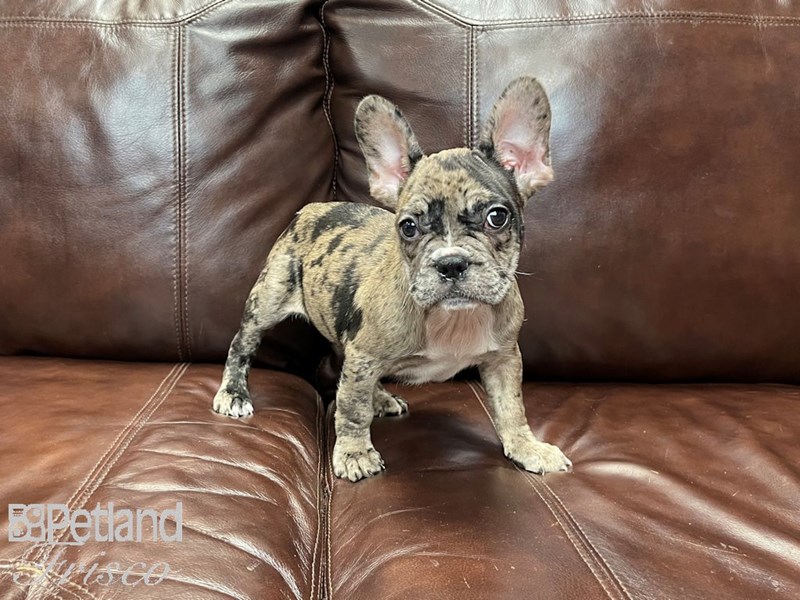 merle chocolate bulldog