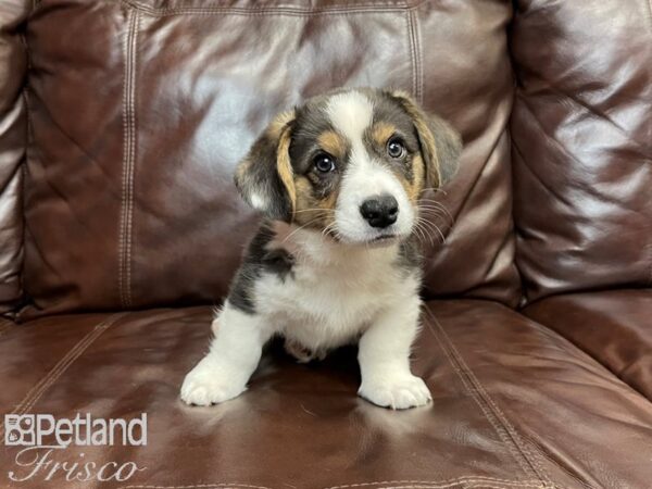 Cardigan Welsh Corgi DOG Male Black Tricolor 27098 Petland Frisco, Texas