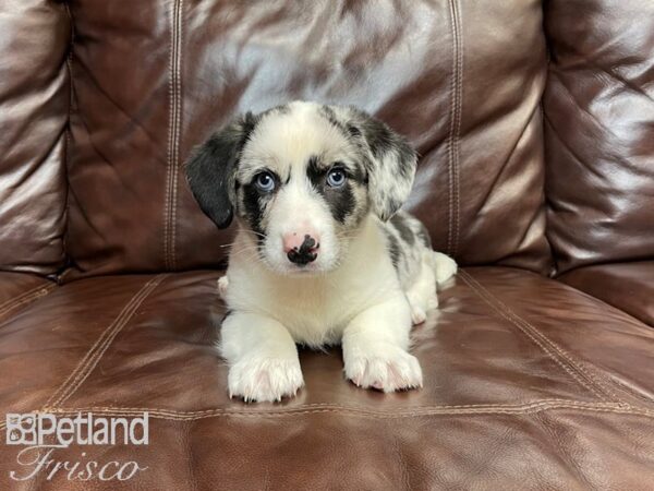 Cardigan Welsh Corgi-DOG-Male-Blue Merle-27099-Petland Frisco & Mckinney, Texas