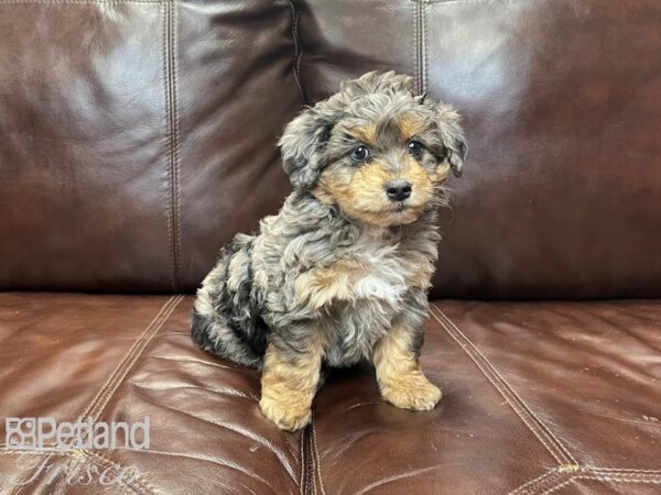 Mini Aussiepoo DOG Male Blue Merle 27092 Petland Frisco, Texas