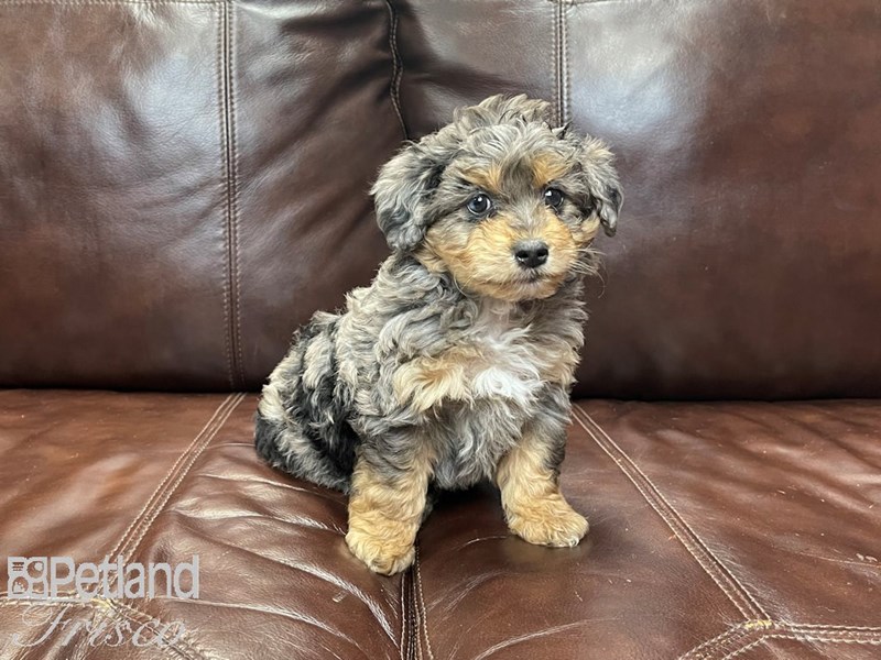 Mini Aussiepoo-DOG-Male-Blue Merle-2947830-Petland Frisco, Texas