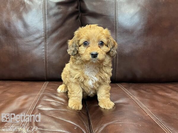 Mini Aussiepoo-DOG-Male-Sable-27093-Petland Frisco & Mckinney, Texas