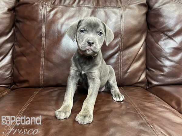 Cane Corso DOG Female Blue 27097 Petland Frisco, Texas