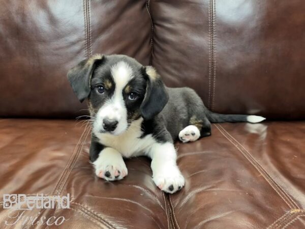Cardigan Welsh Corgi-DOG-Male-Black Tricolor-27100-Petland Frisco & Mckinney, Texas