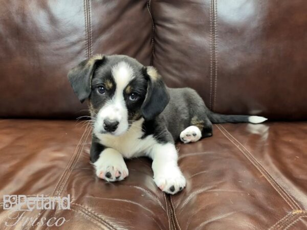 Cardigan Welsh Corgi DOG Male Black Tricolor 27100 Petland Frisco, Texas