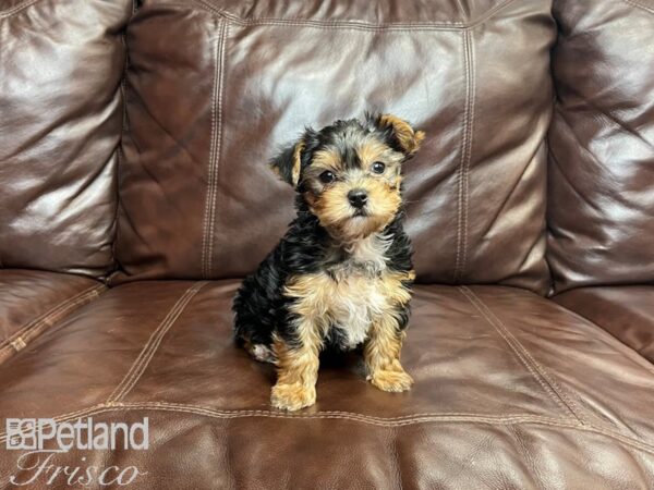 Yorkshire Terrier-DOG-Male-Black and Tan-27101-Petland Frisco & Mckinney, Texas