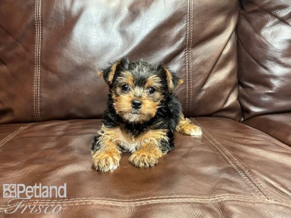 Yorkshire Terrier-DOG-Female-Black and Tan-27102-Petland Frisco & Mckinney, Texas