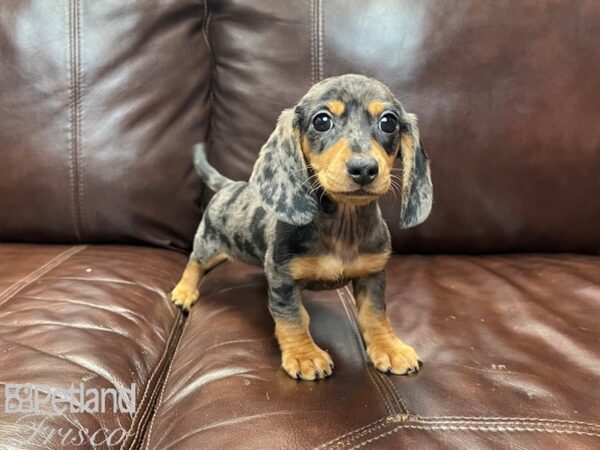 Miniature Dachshund-DOG-Male-SILVER DAPPLE-27112-Petland Frisco, Texas