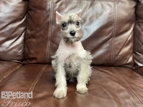 Miniature Schnauzer-DOG-Female-SALT PEPPER-27113-Petland Frisco & Mckinney, Texas