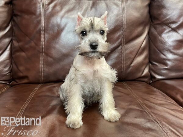 Miniature Schnauzer-DOG-Male-SALT PEPPER-27114-Petland Frisco & Mckinney, Texas