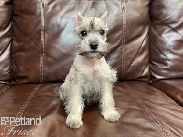 Miniature Schnauzer-DOG-Male-SALT PEPPER-27114-Petland Frisco, Texas