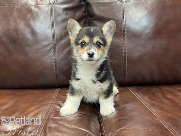 Pembroke Welsh Corgi-DOG-Female-TRI-27117-Petland Frisco & Mckinney, Texas