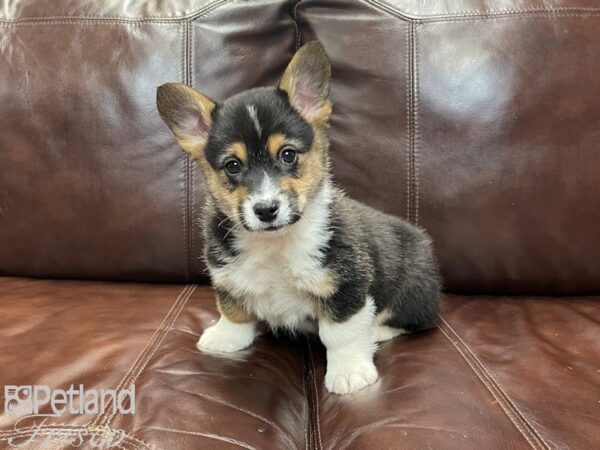 Pembroke Welsh Corgi-DOG-Male-TRI-27118-Petland Frisco & Mckinney, Texas