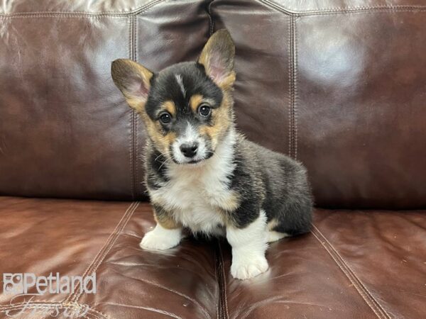 Pembroke Welsh Corgi-DOG-Male-TRI-27118-Petland Frisco, Texas