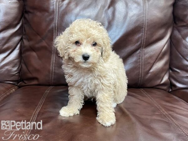 Miniature Poodle DOG Male Light Red 27121 Petland Frisco, Texas